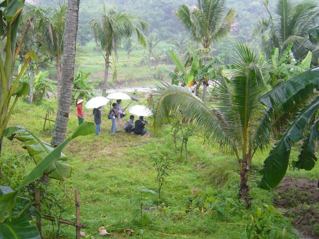 Indonesia – Rain forest