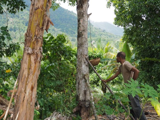Clove plantation in Tidore