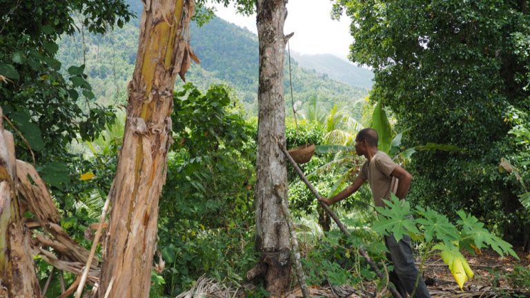 Clove plantation in Tidore