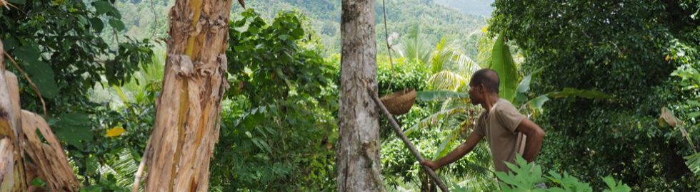 Clove plantation in Tidore