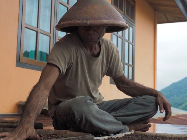 Clove farmer in Tidore