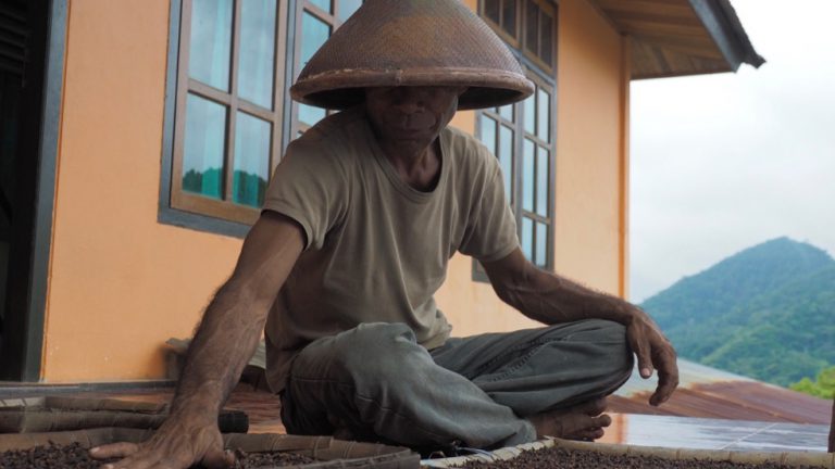 Clove farmer in Tidore