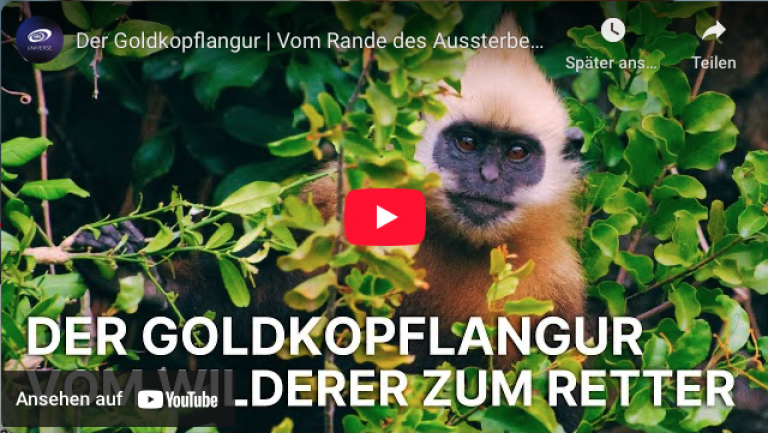 Der Goldkopflangur | Vom Rande des Aussterbens zur Hoffnung